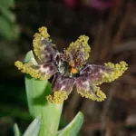 Ferraria crispa crispa