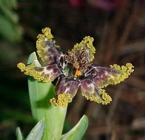 Ferraria crispa crispa