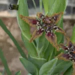 Ferraria crispa crispa — Ferraria
