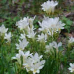Freesia alba