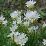 Freesia alba