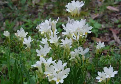 Freesia alba