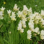 Freesia alba — Freesia