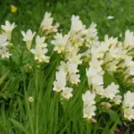 Freesia alba — Freesia