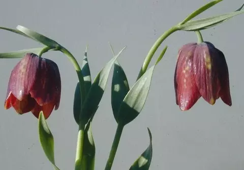 Fritillaria davisii