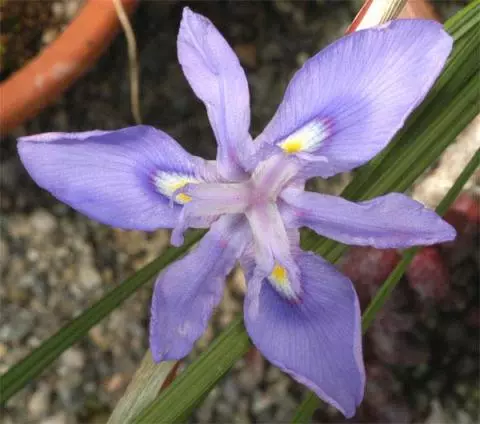 Moraea pritzelliana