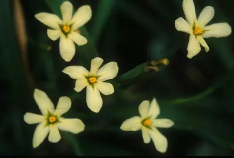 Moraea britteneae