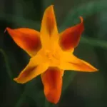 Moraea elegans jaune/vert