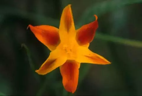 Moraea elegans jaune/vert
