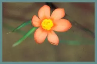Moraea karroica / aspera