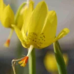Moraea pendula forme jaune