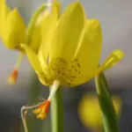 Moraea pendula forme jaune