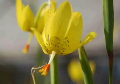 Moraea pendula forme jaune