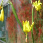 Moraea pendula forme jaune — Moraea
