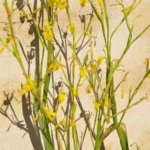 Moraea pendula forme jaune — pendula