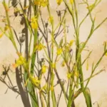 Moraea pendula forme jaune — pendula