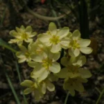 Moraea miniata