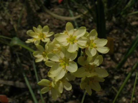 Moraea miniata