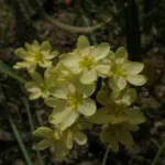 Moraea miniata