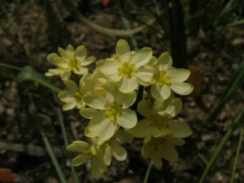 Moraea miniata