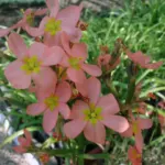 Moraea miniata — Moraea