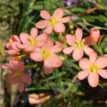 Moraea miniata — miniata