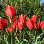 Tulipa praecox