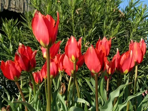 Tulipa praecox