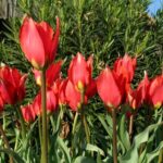 Tulipa praecox