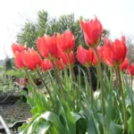 Tulipa praecox — Tulipa