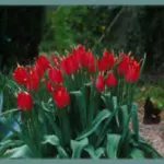 Tulipa praecox — praecox