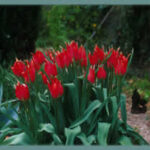 Tulipa praecox — praecox