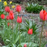 Tulipa praecox — tulipe