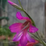 Gladiolus italicus/100