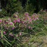 Gladiolus italicus/100 — photo 3
