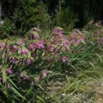 Gladiolus italicus/100 — photo 3