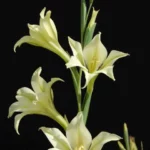 Gladiolus tristis