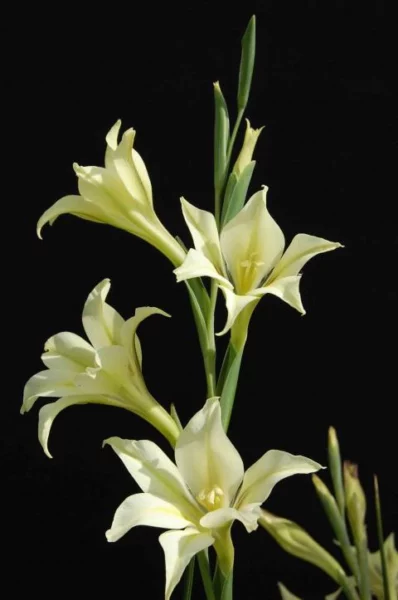 Gladiolus tristis