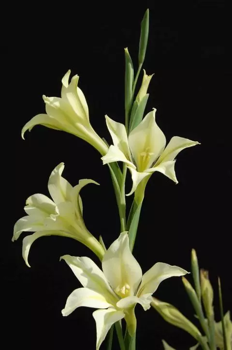 Gladiolus tristis