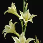 Gladiolus tristis