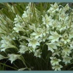 Gladiolus tristis — Gladiolus