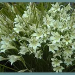 Gladiolus tristis — Gladiolus