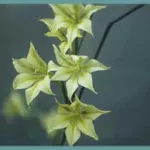 Gladiolus tristis — tristis