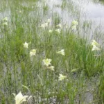 Gladiolus tristis — photo 4