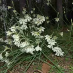 Gladiolus tristis — photo 5