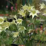 Gladiolus tristis — photo 6