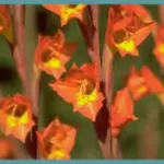 Gladiolus dalenii