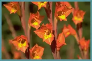 Gladiolus dalenii