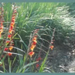 Gladiolus dalenii — psittacinus