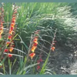 Gladiolus dalenii — psittacinus